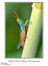 Unidentified grasshopper